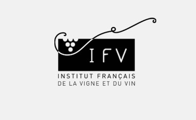 création graphique du site institut français du vin par Westango.